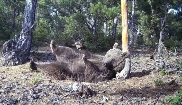 Kütahya’da boz ayının kaşınma keyfi fotokapanlarla görüntülendi