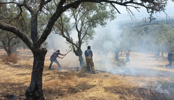 Ödemiş'te tarım arazisinde başlayan yangın zeytin ağaçlarına zarar verdi