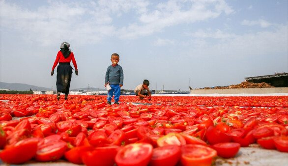 Aşırı sıcaklar Ege ovalarındaki domates mesaisini erken bitirecek