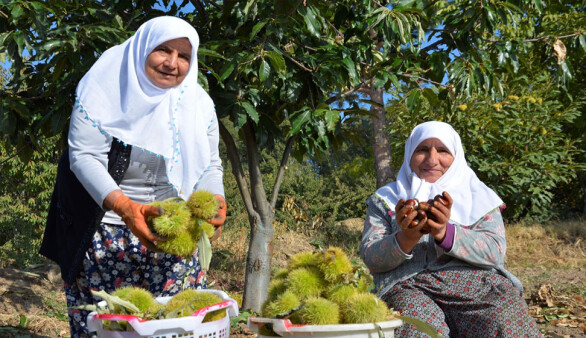 Manisa Demirci'de kestane hasadı başladı