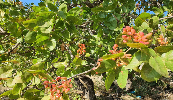 Manisa'da aşılanan menengiç ağaçlarından Antep fıstığı hasadı sürüyor