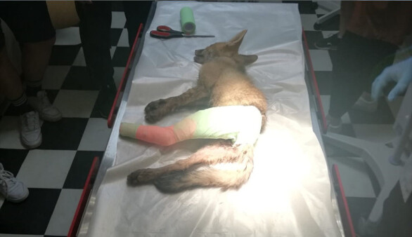 İzmir'de bekçi köpeğin saldırısı sonucu yaralanan tilki, ameliyat edildi