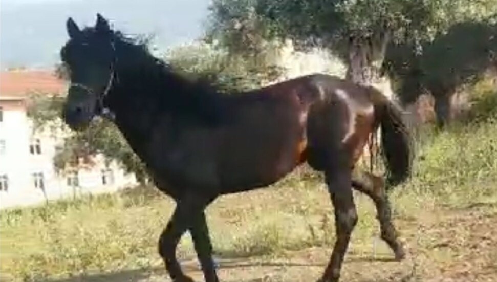 Tire gölet civarında kayıp at aranıyor