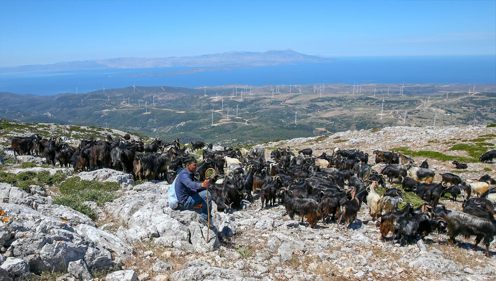 Karaburunlu keçi üreticilerinin deniz manzaralı yaylalara yolculuğu başladı