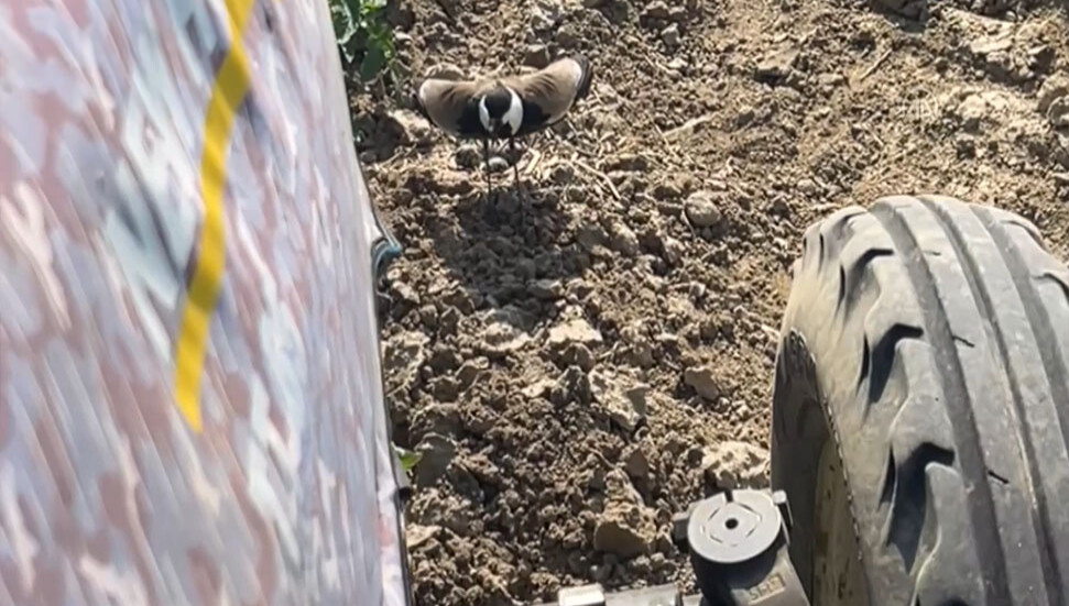 Tarladaki yavrularını korumak isteyen kuş traktöre kendini siper etti