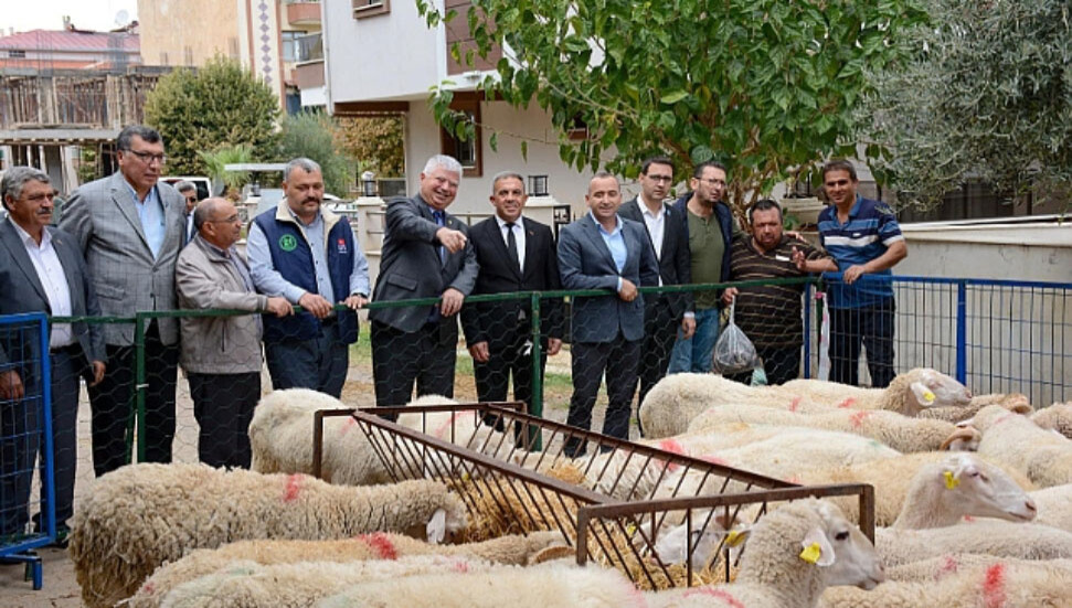 Beydağlı üreticiye küçükbaş desteği