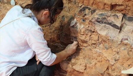 Denizli'de 9 milyon yıl öncesine ait olduğu değerlendirilen hayvan fosilleri bulundu