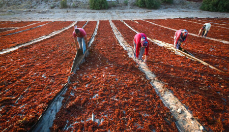 Manisa'da üzümde hasat ve kurutma mesaisi sürüyor