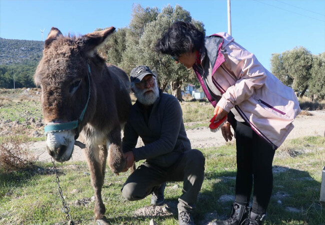 Hayvansever çift, evlerinin bahçesini sahipsiz köpeklere ve eşek "Kadife"ye açtı