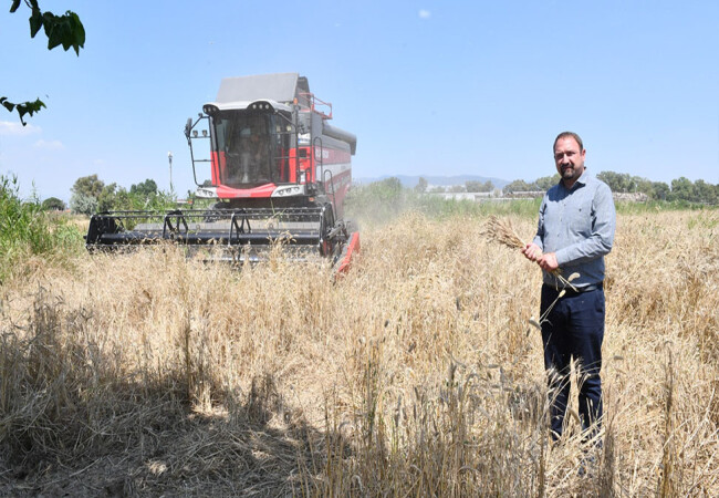 Çiğli’de ilk defa belediye arazisinde buğday hasadına başlandı