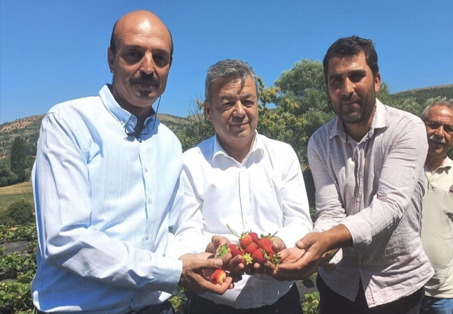 İzmir Tarım ve Orman İl Müdürü Özen, yayla çileği hasadına katıldı