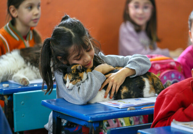 Sahiplenilen 30 kedi öğrencilerin derse motivasyonunu artırdı