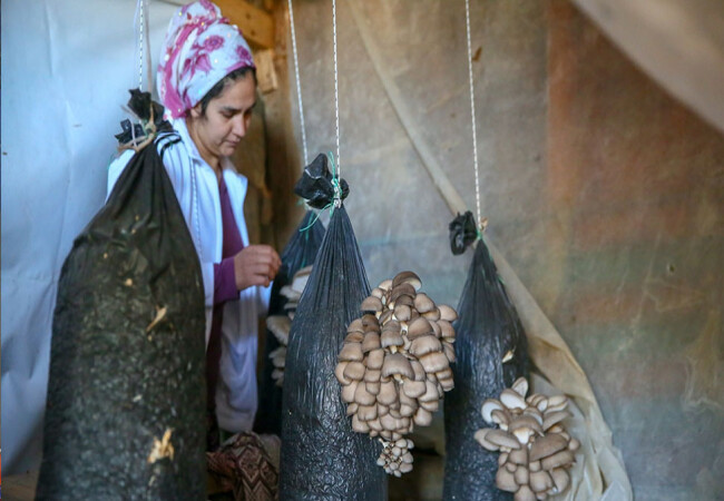 Güzelbahçeli kadınlar köy yaşam merkeziyle mantar üreticisi oldu