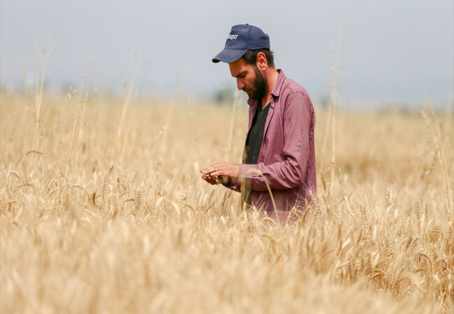 Menemen Ovası'nda hasada hazırlanan tahıl üreticileri, verimli bir sezon bekliyor