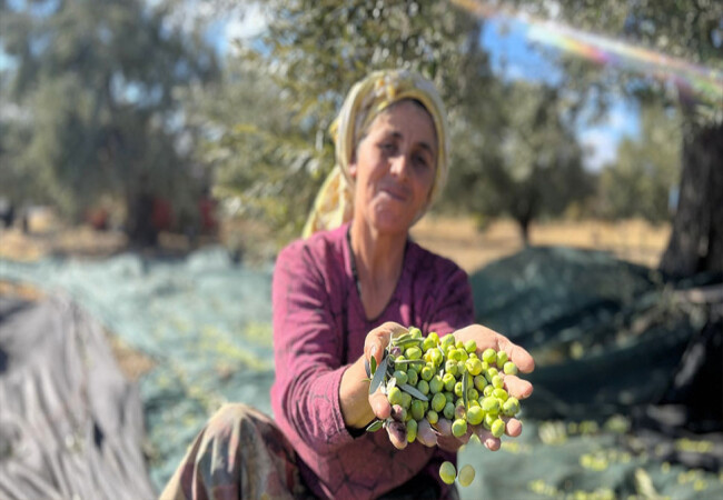 Aliağa, Zeytin Hasat Şenliği’nde buluşuyor